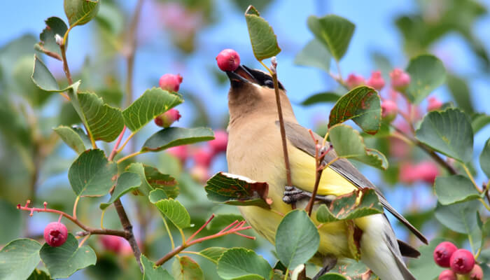 Bird Control
